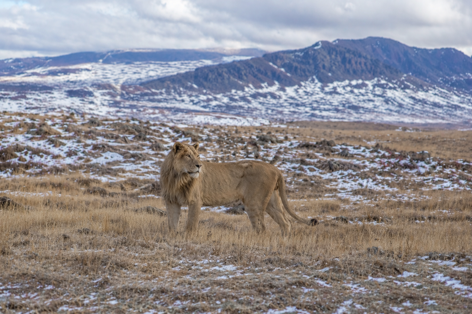 Lion in winter steppe landscape