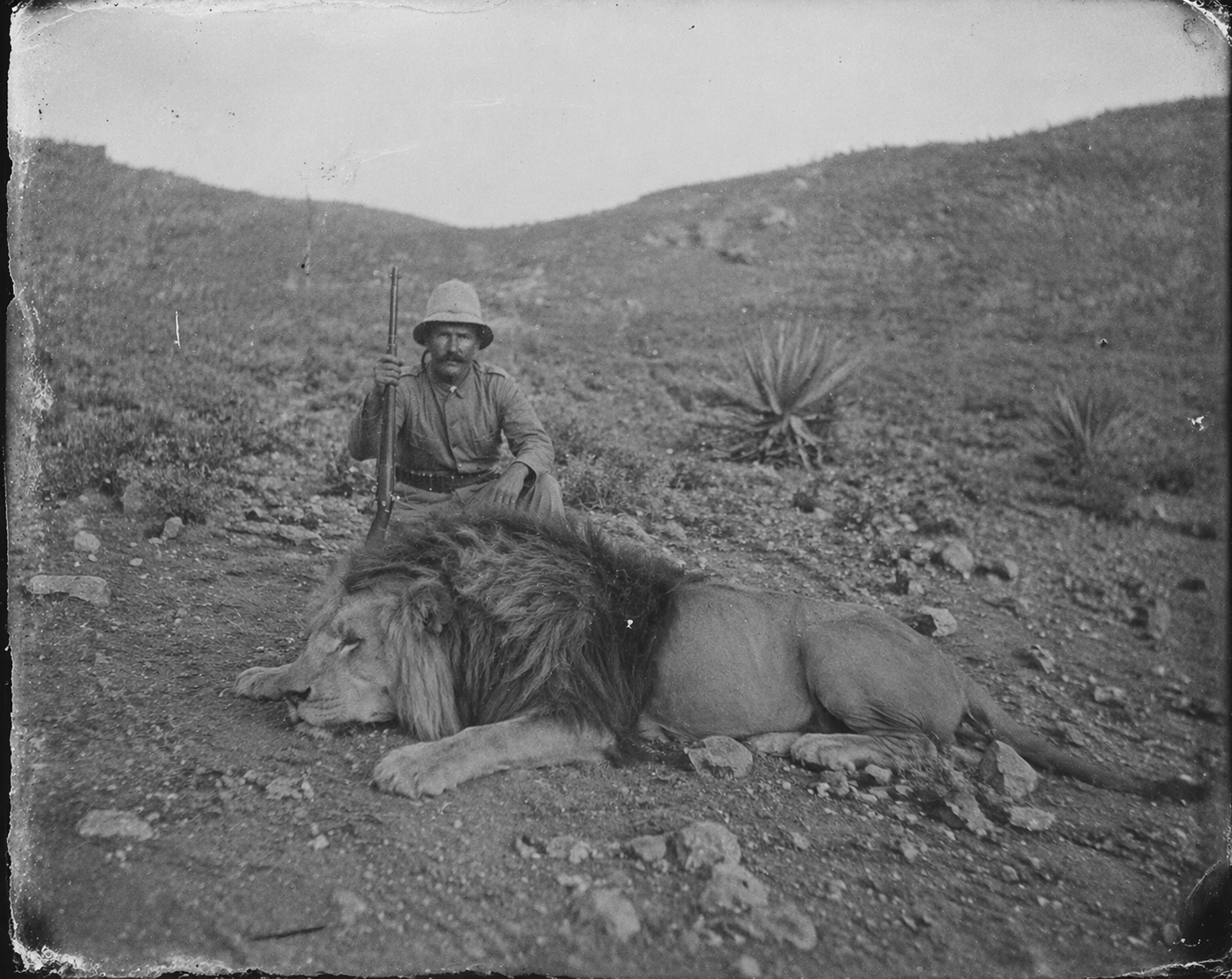 Colonial-era trophy hunter with Barbary lion, North Africa