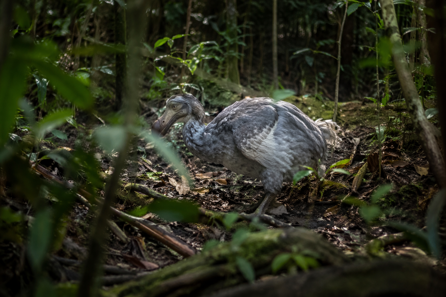 Reconstruction of a dodo moving through dense Mauritian forest undergrowth