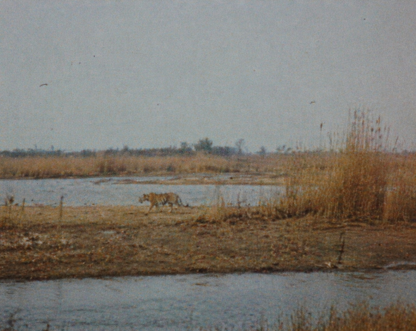 Photograph believed to be among the last sightings of a wild Caspian tiger, Central Asian wetlands