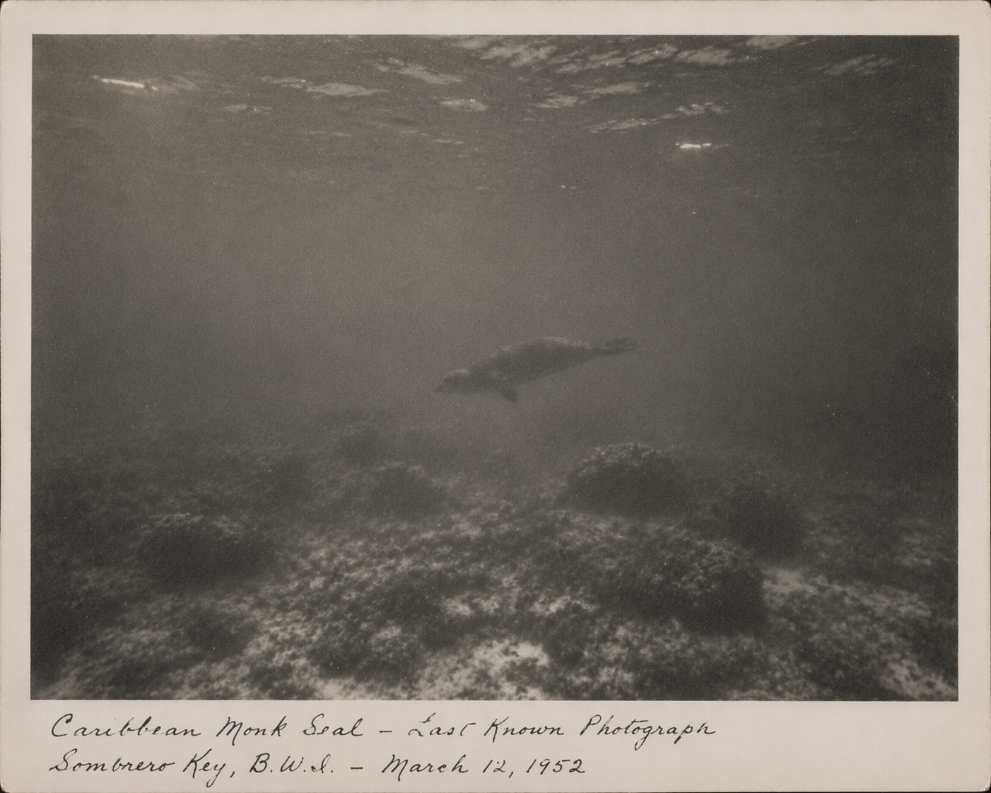 Last known photograph of a Caribbean monk seal, taken underwater at Sombrero Key, British West Indies, March 12, 1952