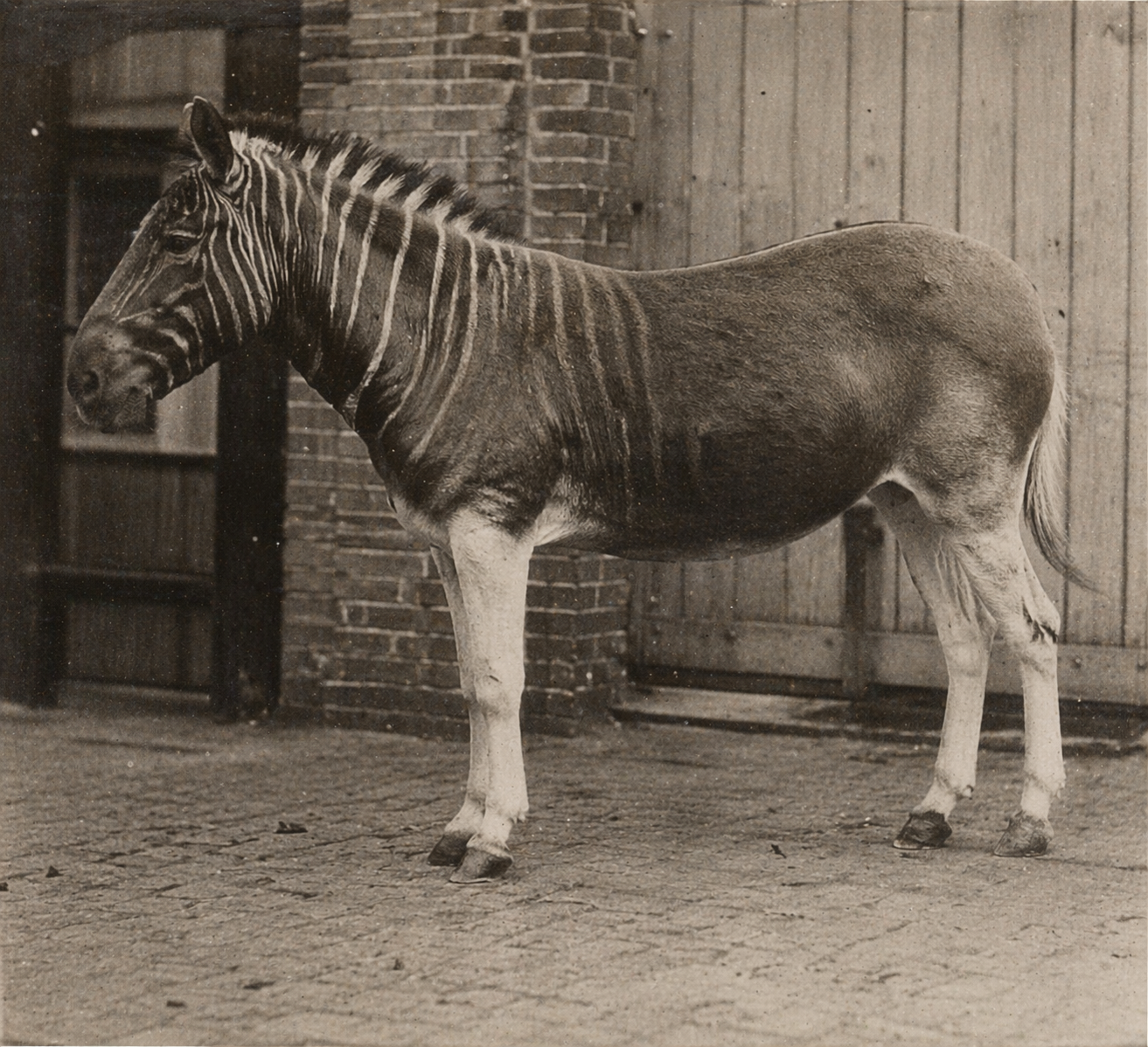 Photograph of a living quagga at Artis Zoo, Amsterdam, circa 1870s — one of only a handful of photographs ever taken of the species