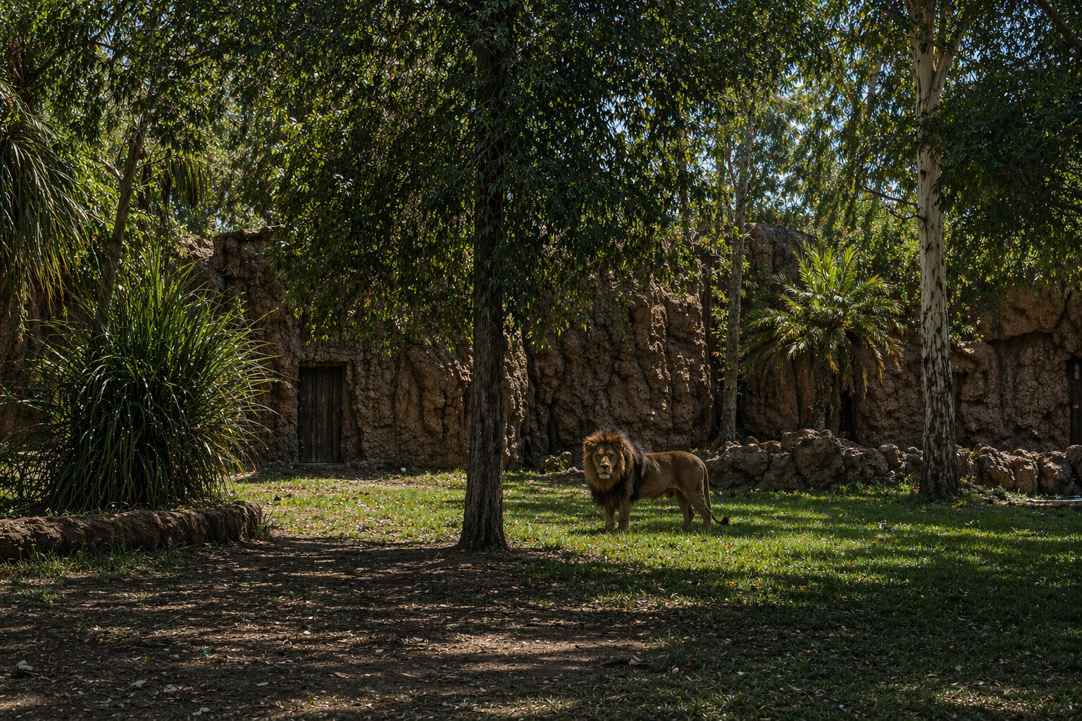 Moroccan royal collection lion, Rabat Zoo descendant