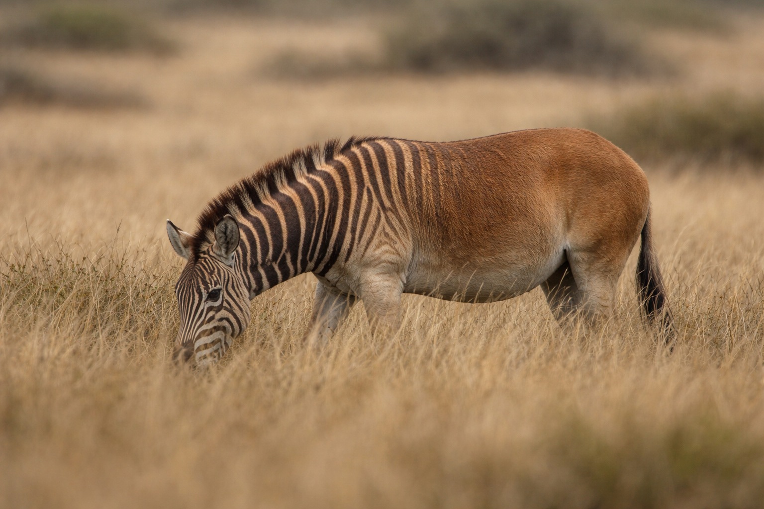 A Rouwkuil quagga-phenotype individual grazing in dry grassland, showing the distinctive striped foreparts fading to plain brown on the hindquarters