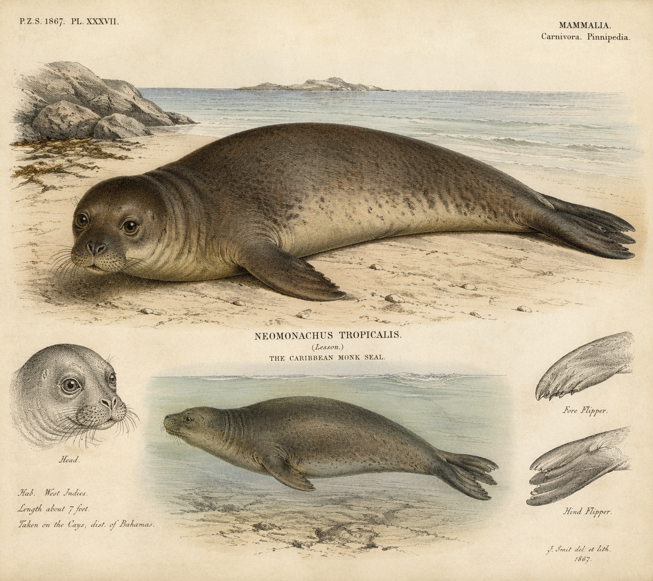 1867 scientific illustration of the Caribbean monk seal, Neomonachus tropicalis, from Proceedings of the Zoological Society of London