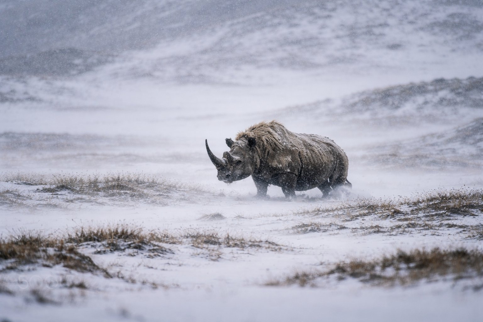 Woolly Rhinoceros in blizzard